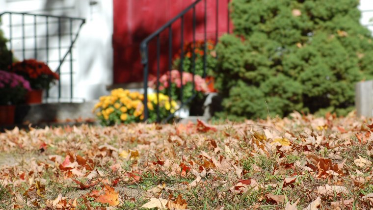 The Impact of Leaves on Grass